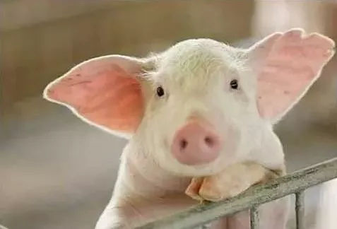 世界首次！中国科学家在猪体内培育出人源中期肾脏