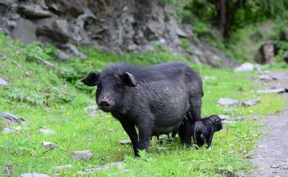 关于母猪的7个“冷知识”，你知道几个？