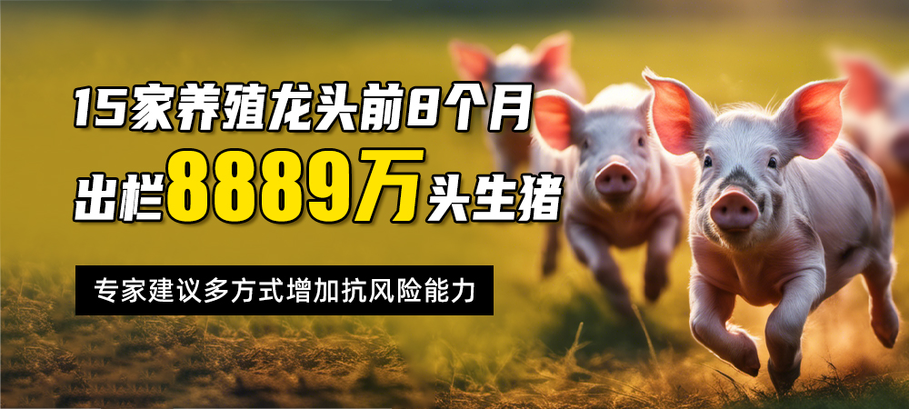 15家养殖龙头前8个月出栏8889万头生猪 专家建议多方式增加抗风险能力