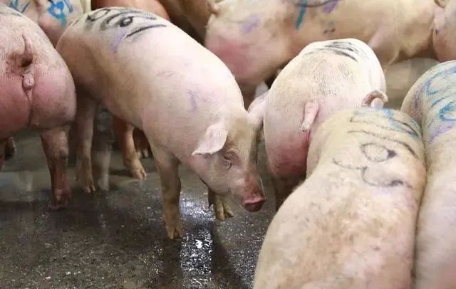 引起猪呕吐的猪病有哪些？该如何防制？