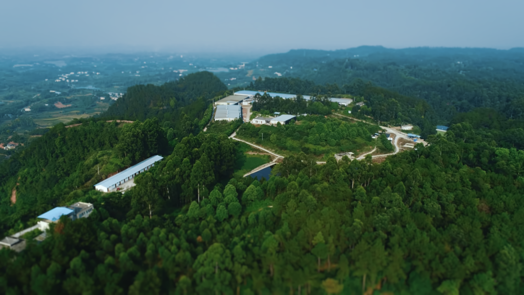 国家生猪核心育种场——自贡德康尖山种猪场