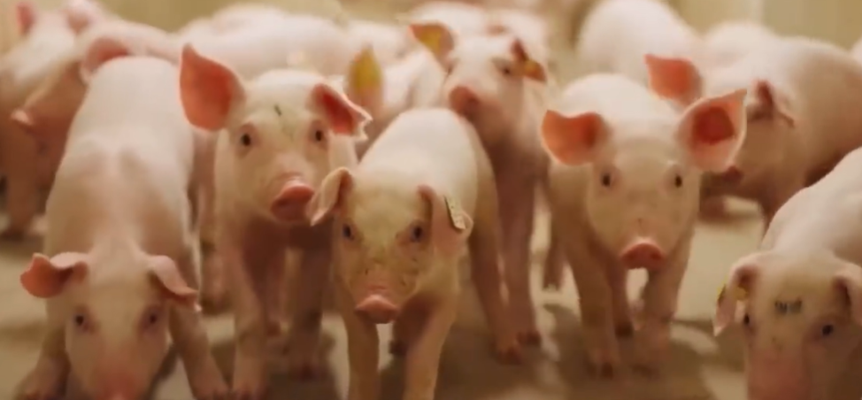 加拿大猪场是怎样的？猪崽发育环境如“婴儿房”干净舒适