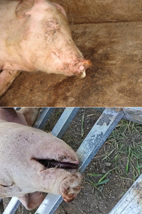 猪只死亡后鼻子流出泡沫液体和浓鼻涕流出