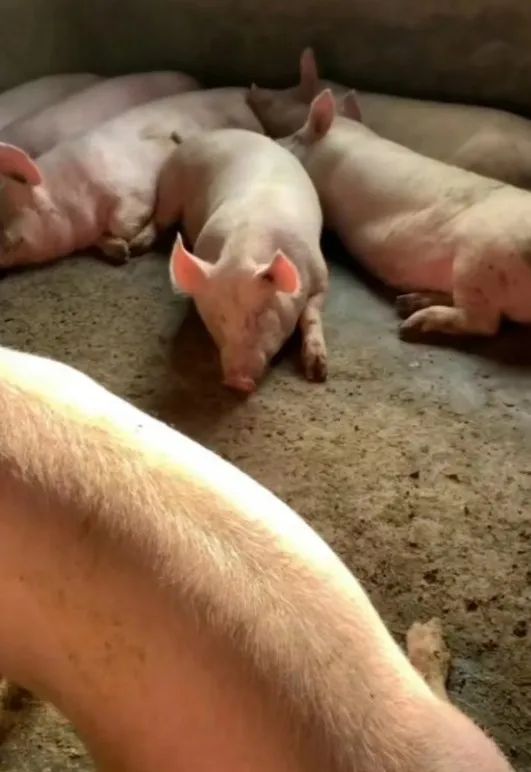 猪只喜卧