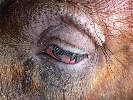 猪场常见的红眼病是什么原因？解决方法在文中