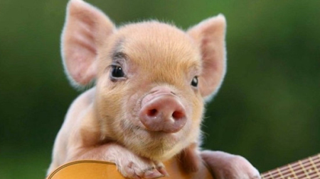 2023年09月15日全国各省市10公斤仔猪价格行情报价，养殖户情绪趋向悲观，不积极补栏仔猪了？