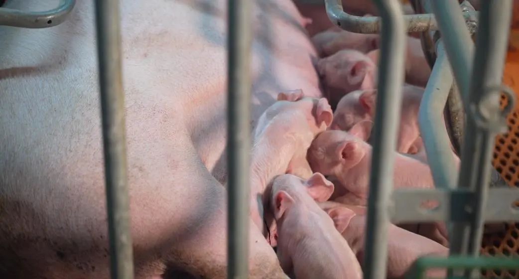 每头猪头均成本节省28元，6700头规模猪场是如何做到的？