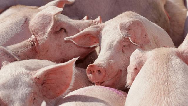 发病率在40%左右，猪肺疫对猪的危害大吗？