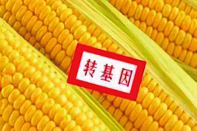 稳粮保供！广东一饲料公司未经批准使用转基因玉米，被罚10.1万元