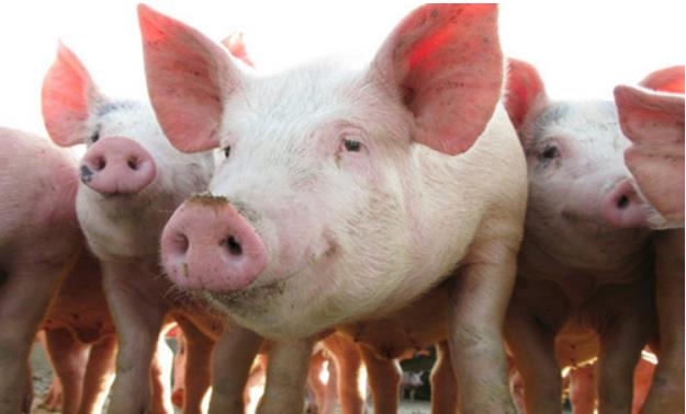9月17日猪价上涨“酝酿”中！养殖户一致看好9月下旬，有惊喜？