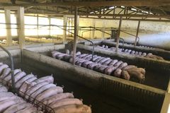 回盛生物新一代截短侧耳素类药物——“新开元”来了！