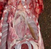  发病初期和后期猪剖检图片