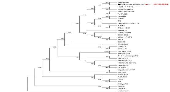 该场蓝耳毒株进化树亲缘关系分析