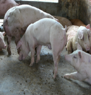 发病期各阶段猪群表现
