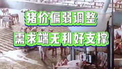 9月19日生猪价格：下跌“拦不住”！双节备货尚未开启，需求端无利好支撑！