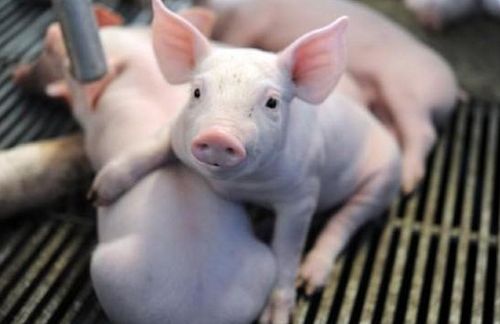 2023年09月21日全国各省市20公斤仔猪价格行情报价，仔猪价格跌破成本价，还会继续下跌吗？