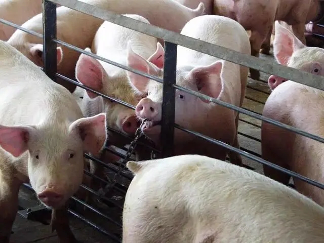 猪得了脑炎会传染吗， 猪得了脑炎用什么药？
