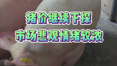 9月24日生猪价格：猪价进一步小幅回落，冻品库存高位限制猪价上涨行情！