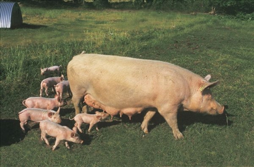 2023年09月25日全国各省市种猪价格报价表，母猪淘汰有望迎来加速阶段，母猪价格还得跌？