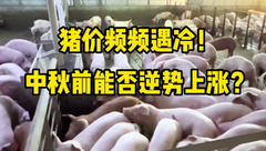 9月25日生猪价格：跌势不止！中秋国庆前，猪价能否逆势上涨？