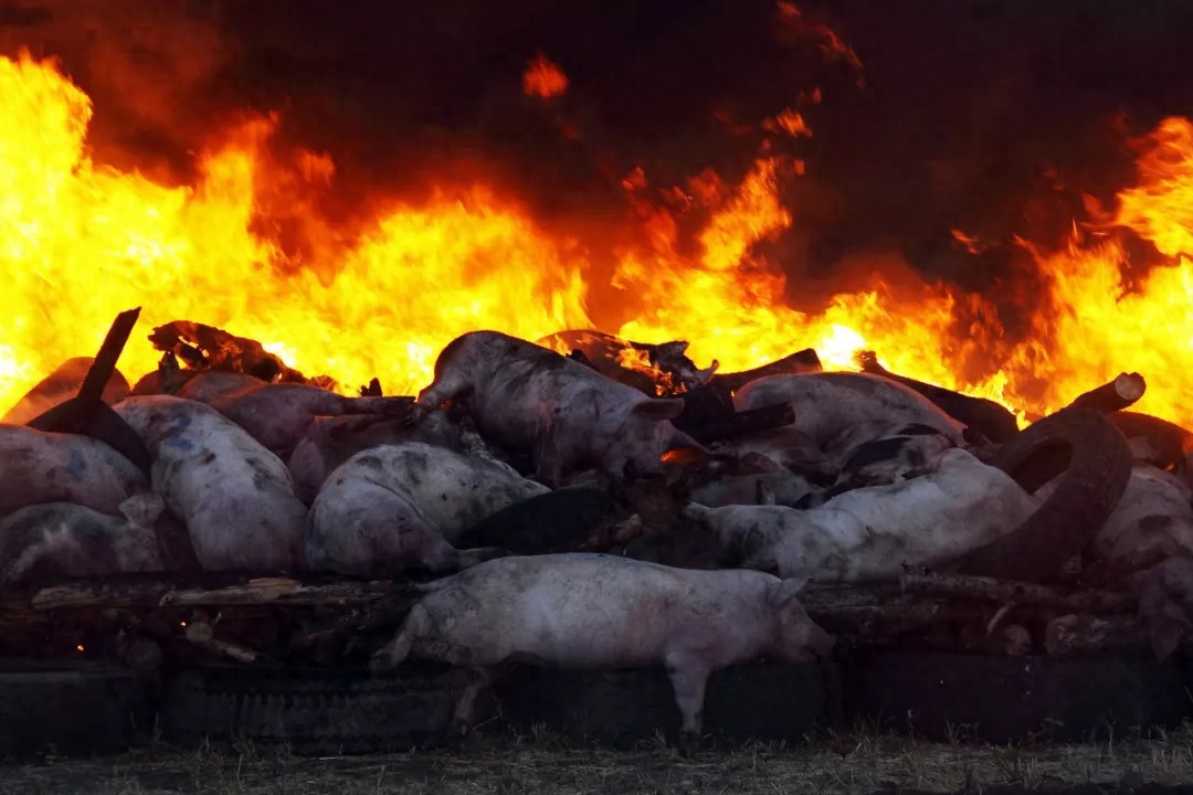 国外非瘟肆虐，多地扑杀生猪！我国禁止多国猪肉进口！利好猪价？