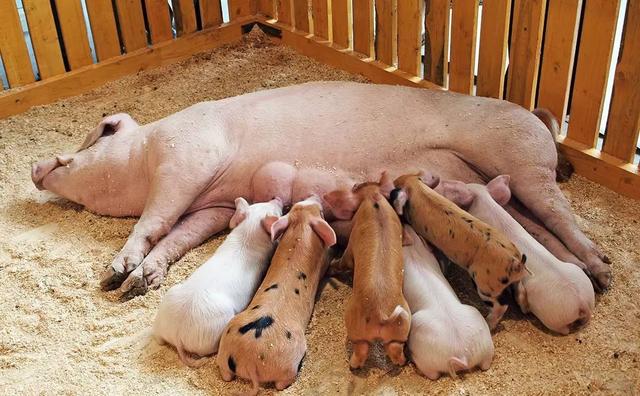饲养管理做不好，母猪繁殖就不好！母猪繁殖障碍原因找到了