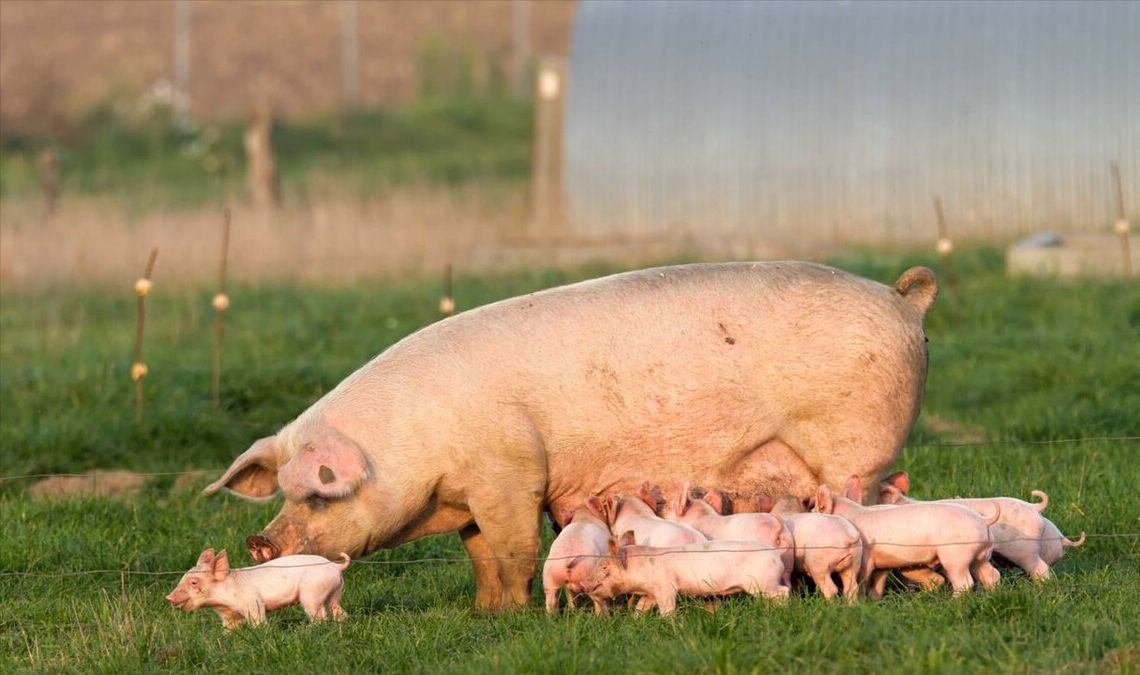 如何让每头母猪提供超过30头断奶仔猪？