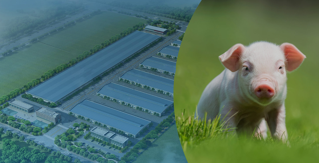 怎么样建造一个现代化猪场，为养猪人降本增效？这几点，缺一不可！