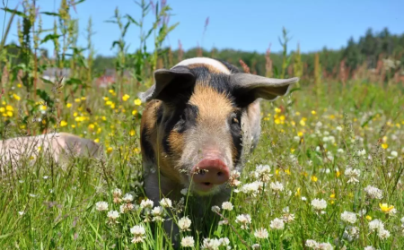 专门治疗猪风湿性关节炎的野草，你知道吗？