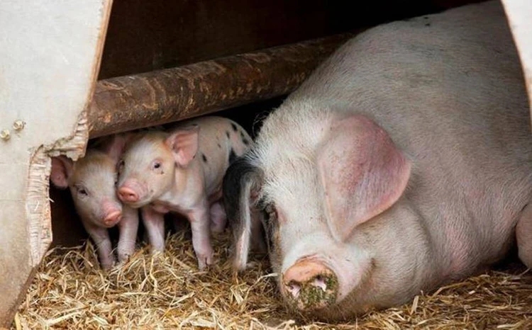 母猪便秘，是繁殖能力下降的信号！引起母猪便秘的原因？