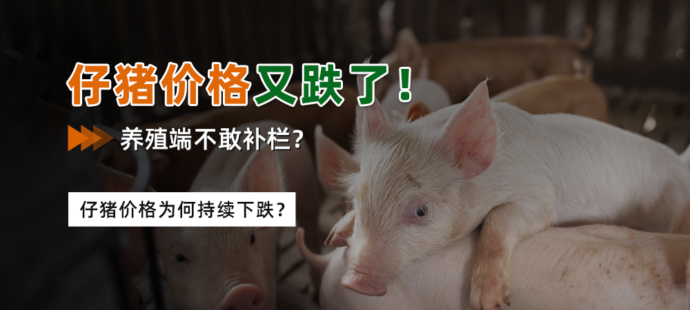 仔猪价格又跌了，养殖端不敢补栏？仔猪价格为何持续下跌？