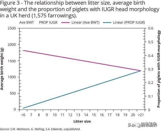 窝产仔数与平均出生重之间的关系