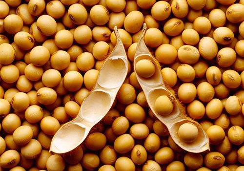 国庆后新季大豆集中上市，大豆市场走势不明朗？
