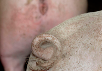 肥猪不断尾对猪的屠宰性能和健康有哪些影响？