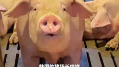 韩国猪场顺利上学FPF，成功把猪搬上互联网！