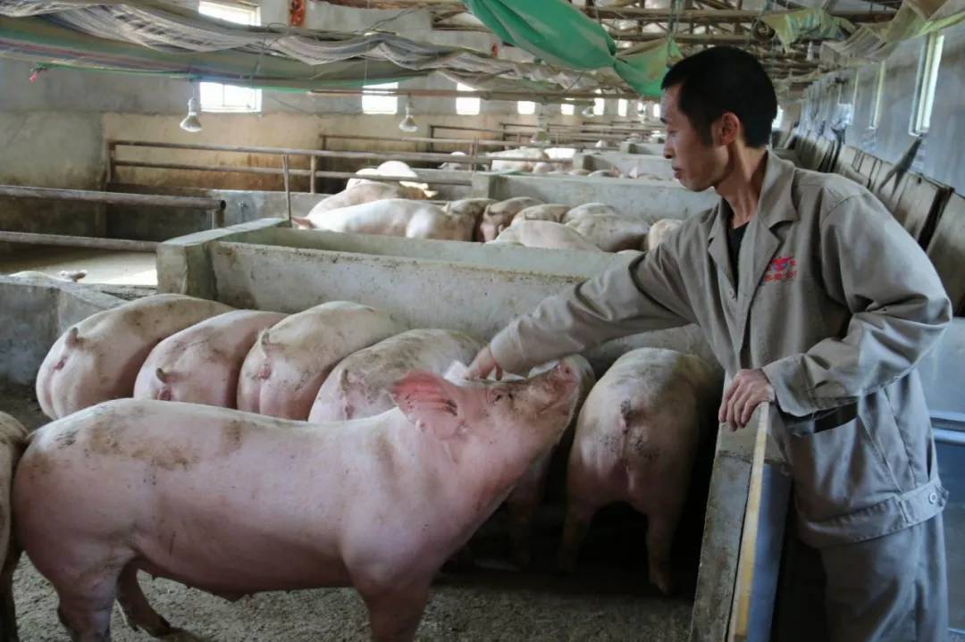 全国第一！湖南上半年生猪出栏3250万头！投产万头猪场769家！