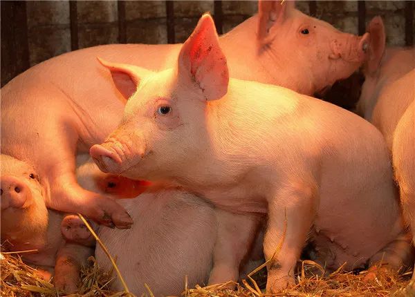 时隔15年，我国解除俄罗斯猪肉输华限制！进口猪肉对我国生猪市场有多大影响？