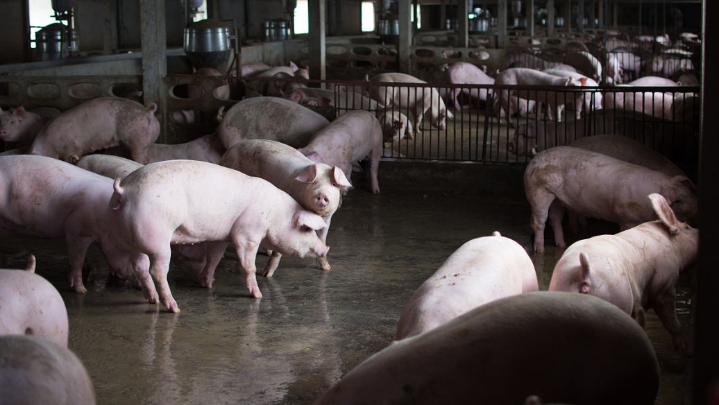 猪场常见的10种病症，该如何做好预防措施与治疗？