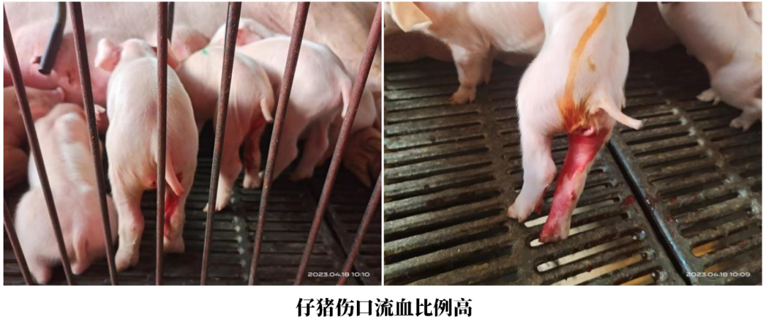 仔猪阉割后使用碘酊还是碘酒消毒更好？看完就明白了！
