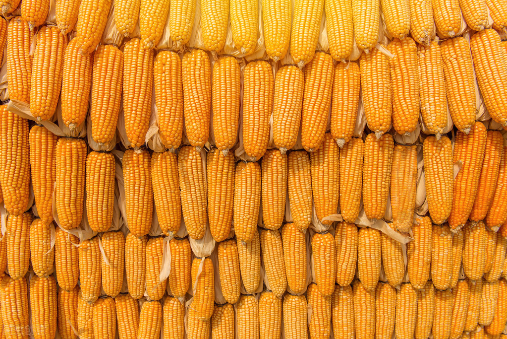 饲料需求增长，玉米是否具备重回强势？