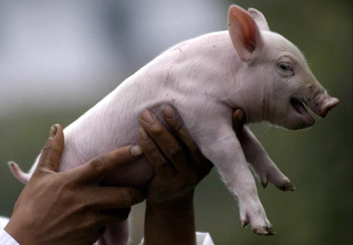 2023年10月11日全国各省市20公斤仔猪价格行情报价，产能去化加速，仔猪“大跳水”