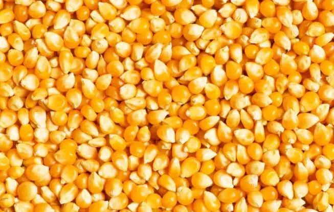教你怎样买到营养价值高的好玉米？
