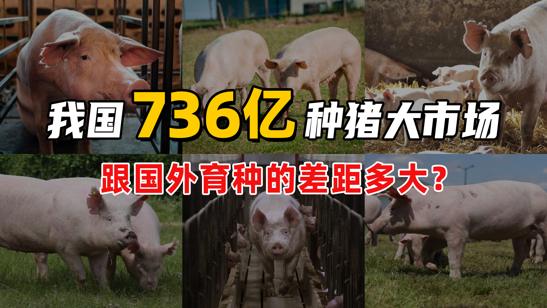 我国生猪育种技术颇为先进，为何每年还要进口上万头种猪？