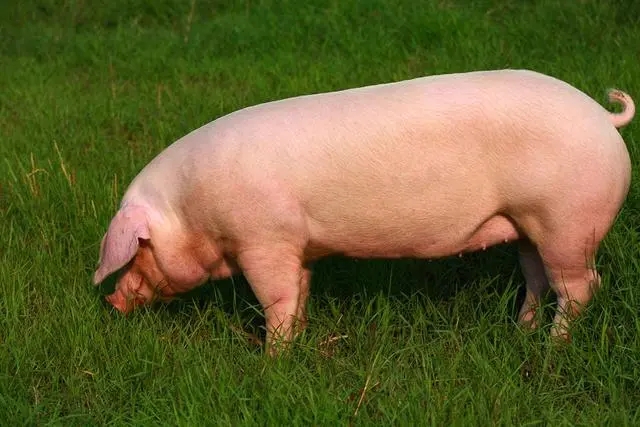 2023年10月12日全国各省市种猪价格报价表，大型猪企的母猪产能占比较高，生猪产能去化或持续？
