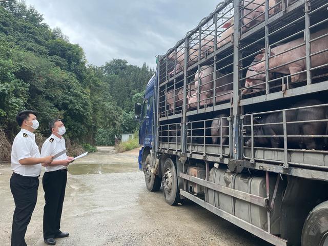 贵阳海关：今年贵州供港澳生猪已超三千头，同比增长25.3倍