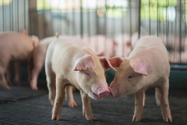 中小场数量多，规模适度，规模化率全国第三！福建养猪业为什么能独具特色？