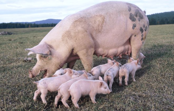 猪流行性腹泻暴发对下游断奶仔猪性能的影响，你了解多少？