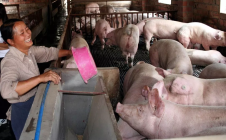 2023年10月16日全国各省市内三元生猪价格，缺乏利好的支撑，生猪市场进入“拼成本”的阶段！