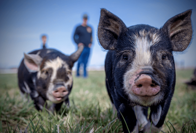 8月份散养与规模养殖生猪每头净利润创1月份以来价格新高
