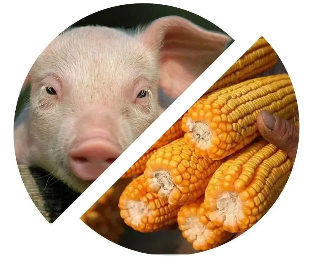 猪价雷霆“变脸”，中储粮增储玉米，发了什么？